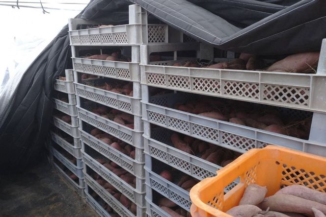 【先行予約】京都京丹後産さつまいも 土付き 金時芋 3kg（2024年12月上旬～発送）　芋 国産 京丹後産 サツマイモ 薩摩芋 サツマ芋 さつま芋 きんとき 3キロ 農家応援 生産者応援 FR00001