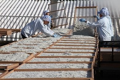 しらす屋のしらす干し 500ｇ×12ヶ月 定期便 H006-086