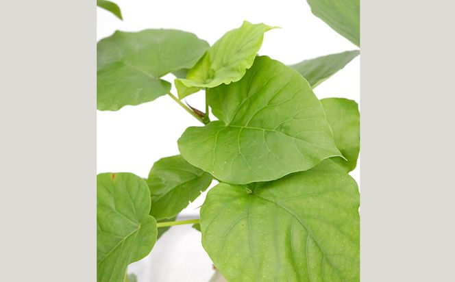 沖縄の観葉植物 人気のフィカス ウンベラータ6号 シュエット鉢ポット