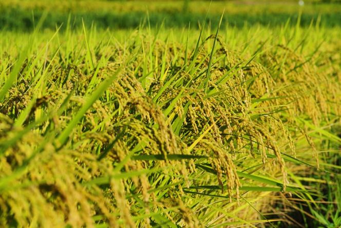 米 令和8年 わに塚の桜米 精米 2kg [スーパークラフト 山梨県 韮崎市 20743167] お米 白米 精米 ごはん ご飯 ブランド米