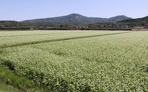 【スピード発送】0C1-120 豊後高田産なまそば　8食（つゆ付）
