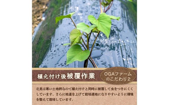 【予約：2026年10月下旬から順次発送】北の果てのサツマイモ ハロウィンスイート ※土付き ( 北海道 野菜 芋 さつま芋 さつまいも サツマイモ 期間限定 数量限定 )【133-0001-2026】