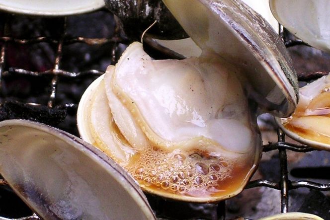 畜養活はまぐり 3kg　蛤 魚介類 魚貝 殻付 貝 海鮮 新鮮 貝類 ハマグリ 肉厚 酒蒸し お吸い物 炊き込みご飯 バーベキュー BBQ MN00056