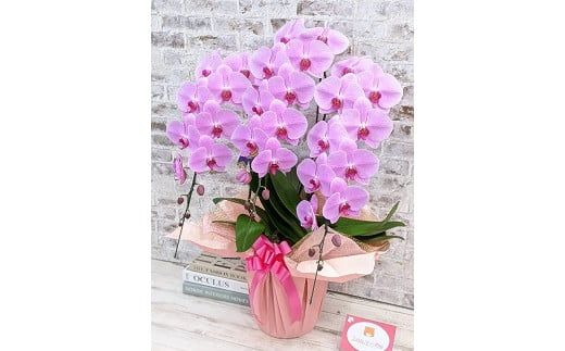 B008 【金賞受賞】 スタンダード＊姫葵（ヒメアオイ）大輪＊3本立