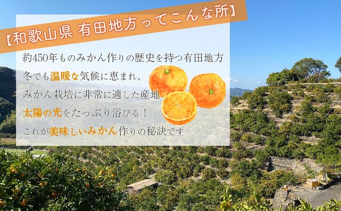 【先行受付】 贈答用 手選別　和歌山県産 有田みかん 旬果傳承 3.5kg 完熟 特選 武内園 光センサー BA25