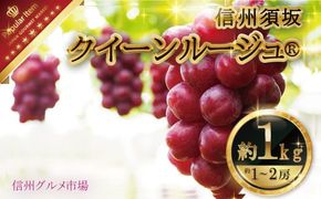 クイーンルージュ® 約1.5kg（約2～4房）《信州グルメ市場》■2025年発送■※9月上旬頃～10月中旬頃まで順次発送予定