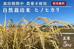 自然栽培米 ヒノヒカリ 玄米 5kg　京都府・亀岡産 令和6年産 栽培期間中農薬不使用 ※離島への配送不可