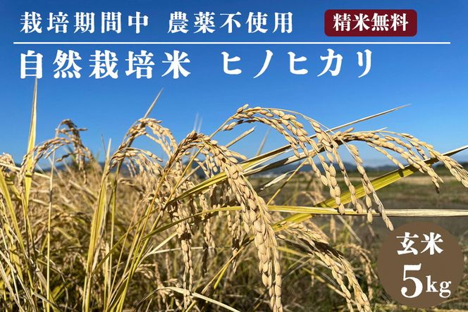 自然栽培米 ヒノヒカリ 玄米 5kg　京都府・亀岡産 令和5年産 栽培期間中農薬不使用  亀岡オーガニックアクションがお届け ※離島への配送不可