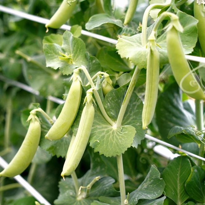 【2026年5月中旬から順次発送】【朝獲れ新鮮】北海道 せたな町産 スナップえんどう 1kg 旬 炒め お弁当 みそ汁 パスタ 天ぷら おつまみ 野菜 ふるさと納税