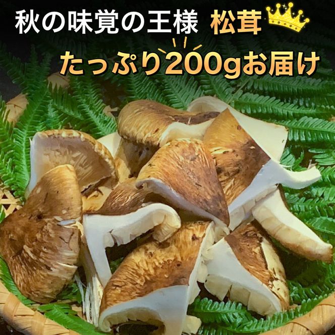 北海道　松茸　600g 松茸 北海道 600g 訳あり ④ 国産 松茸 国産（北海道） 600g 松茸 国産