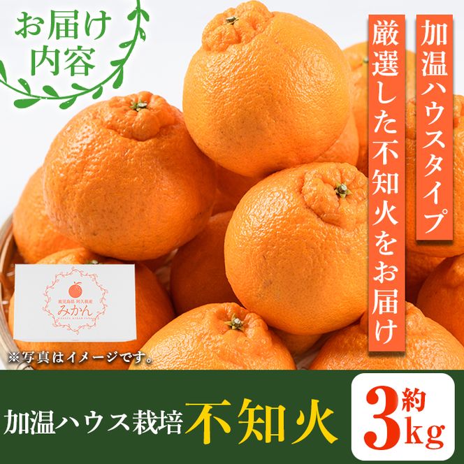 数量限定！鹿児島県産加温ハウス栽培の不知火「大将季」(計約3kg) 旬 フルーツ 果物 柑橘 みかん【三笠農業生産】akn051-07