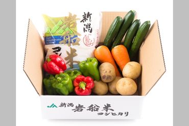 A4031 【令和5年産米】新潟県岩船米コシヒカリと季節の野菜セット①