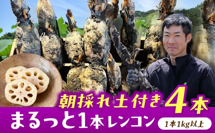 [先行予約]＼毎年9月より順次発送/＼TVでも紹介された!!/ 産地直送!朝採れ土付き鍬掘り レンコン4kg 野菜 れんこん 根菜 愛西市 / レンコン兄弟 [AECL003]