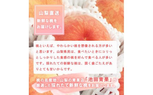 【2026年発送★先行予約】厳選!!池田青果の桃　3kg　8～13玉 173-005-26y
