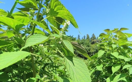 プレミアム エゴマ油 セット「周平」 食用油 調味料 エゴマ えごま 健康 無添加圧搾 国産 ギフト 贈答 プレゼント 福島県 田村市 ふくしま たむら 日本エゴマの会ふくしま N12-P20-01