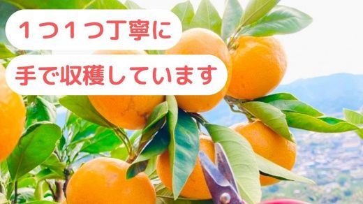 【農家直送】濃厚な甘さの早生みかん5kg/【厳選小みかん】みかんのみっちゃん農園 	DM002