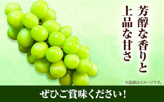 岡山県産マスカット（マスカット オブ アレキサンドリア　1房750g以上）令和7年産先行受付《7月上旬‐8月中旬頃出荷》【配送不可地域あり】---H-27a---