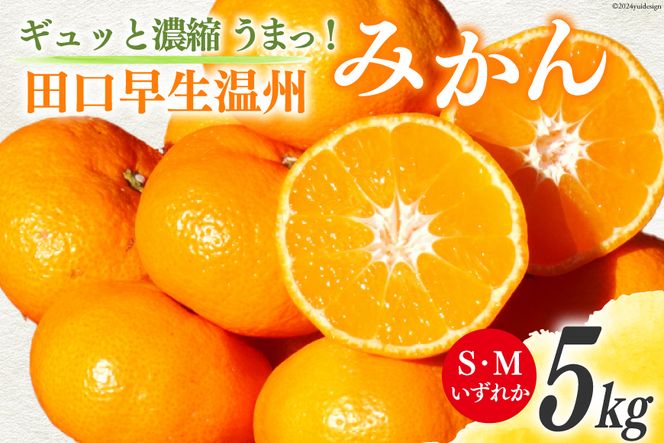 みかん 5kg【期間限定発送】ギュッと濃縮 うまっ！ 田口早生温州みかん S・Mいずれか [黒田農園 宮崎県 日向市 452060138] 果物 フルーツ ミカン 蜜柑 柑橘