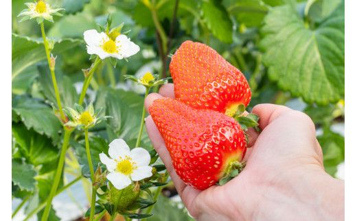 【期間限定発送】DF107 長崎県知事賞受賞【 大玉 いちご 】「 ゆめのか （3L～5L）」265g×4パック ＜12月までにお届け＞