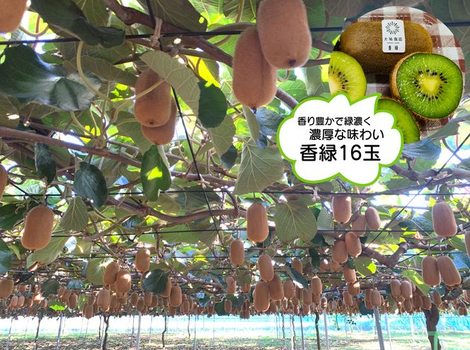 【先行予約】【11月発送開始】東京ゴールドと香緑2種詰め合わせ24～27玉入り 大晴農園のキウイフルーツ【埼玉県 春日部市 国産 フルーツ 果物 産地直送 贈答用 お取り寄せ 家庭用 ギフト 朝食 デザート】（BY005）