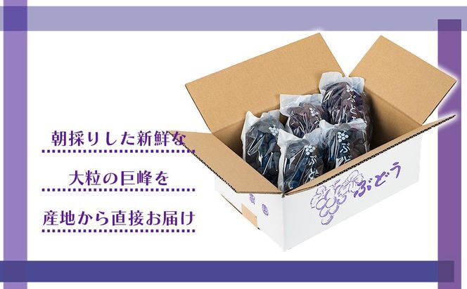 [産直]有田巨峰村の朝採り巨峰　約2kg★2025年８月中旬頃より順次発送    BZ001