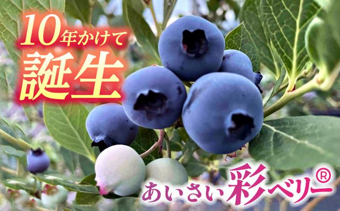 ＼毎年6月より順次発送/あいさい彩ベリー（ブルーベリー生果実）250g×2パック 【あいさいベリーLABO】 産地直送 青果ブルーベリー[AEBZ002]