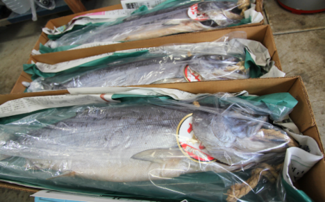 活〆鮭 山漬け 2.2kg前後［姿切身］寒風干し SRMN020