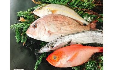 66 太刀魚と旬の魚セット(約4種類 / 約0.7~1kg程度)(A66-1)