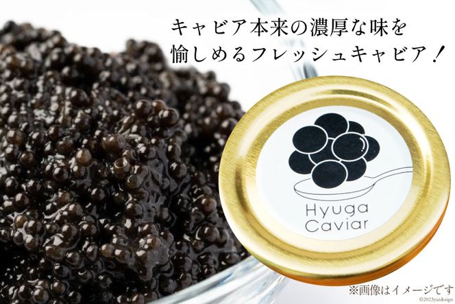キャビア 日向キャビア (Hyuga Caviar) 10g 桐箱入り [ウィズ・クリエイティブ 宮崎県 日向市 452060322] 冷凍 宮崎 国産 チョウザメ フレッシュ