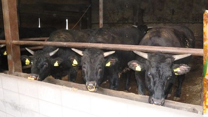 茨城県産高級黒毛和牛「常陸牛」　焼肉セット（もも・ランプ･カルビ）　500ｇ×2パック　[AI004ya]