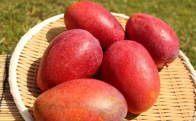 【先行受付】【2024年発送】とうはらマンゴー園の美味しいマンゴー家庭用　約2kg
