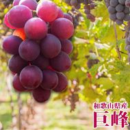 【ご家庭用】紀州有田産の巨峰ぶどう約2kg【先行予約】【2025年8月下旬以降発送予定】	AN031