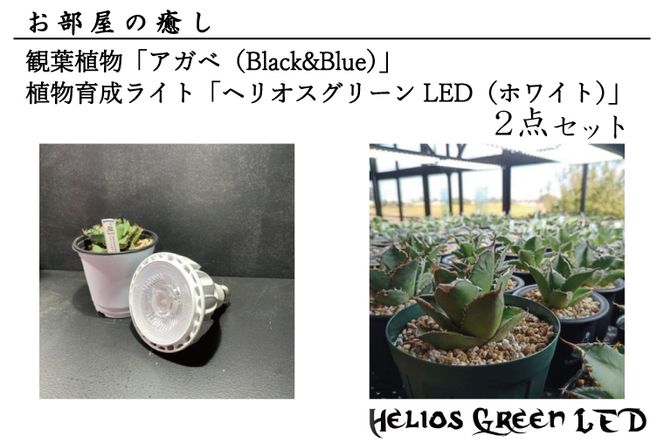 BN009-1 お部屋の癒し 観葉植物「アガベ（Black&Blue）」と植物育成 