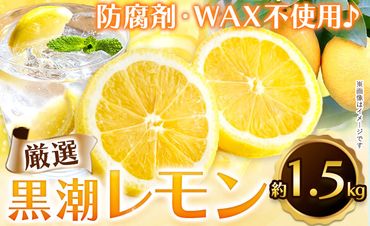 先行予約】 家庭用 せとか 2.5kg+75g（傷み補償分）【柑橘・春みかんの