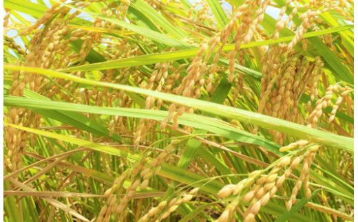 【令和7年産新米】【先行予約】ひかりファーム の 夢つくし 10kg【2025年10月以降順次発送】《築上町》【ひかりファーム】 [ABAV011]