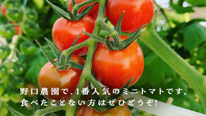 プチぷよ ミニトマト 合計 約1kg （約200g × 5パック） トマト ミニトマト プチぷよ 新鮮 美味しい 野菜 [J008-NT]