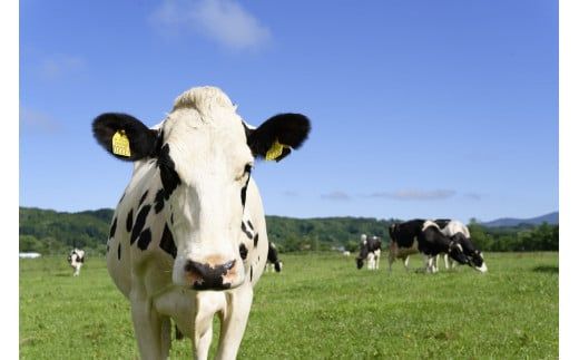 【北海道産搾りたて生乳使用】ひらかわ牧場のアイスクリーム おすすめ2種8個セット フレッシュミルク キャラメルクランチ デザート スイーツ お取り寄せ ギフト せたな町 ふるさと納税