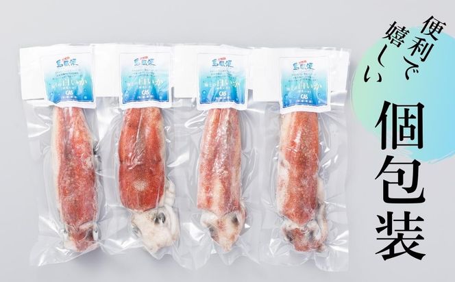 【島獲れ白いか】ブランドイカ 白いか130g 4杯セット