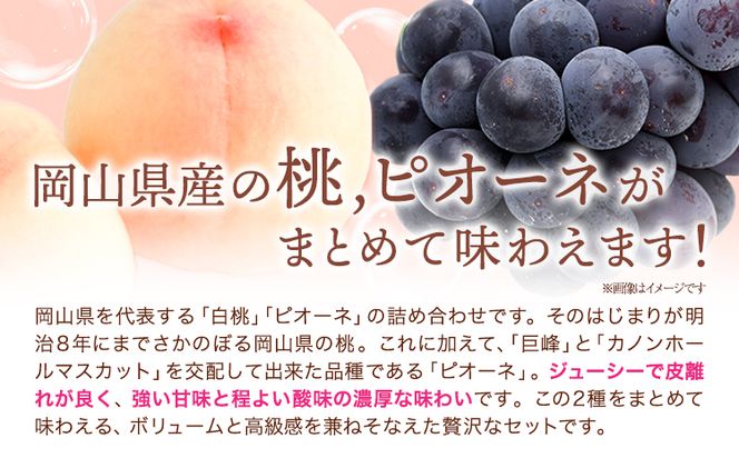 【2026年先行予約】桃・ピオーネ詰め合わせ 約1kg クール便 冷蔵便 桃 もも 葡萄 ブドウ ぶどう ピオーネ フルーツ セット 先行予約 晴れの国おかやま館 《2026年8月下旬‐9月中旬頃出荷》 フルーツ 果物 果実 岡山県 笠岡市---H-22a---
