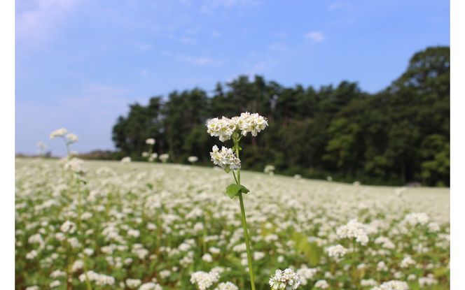 「会津のかおり」蕎麦の実（まるぬき）800g　