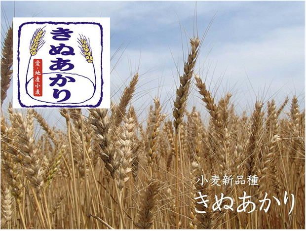 かっぱ麺　きしめん・うどん　1箱14袋入り ≪ウドン 饂飩 きし麺 美浜の塩 愛知県 特産品≫◇