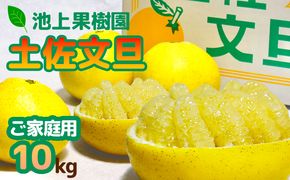 土佐文旦家庭用10Kｇ（池上果樹園）