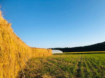 【精米即日発送・令和7年産米】新潟県村上市 桃川産  特選コシヒカリ  はさがけ米6kg　B4040