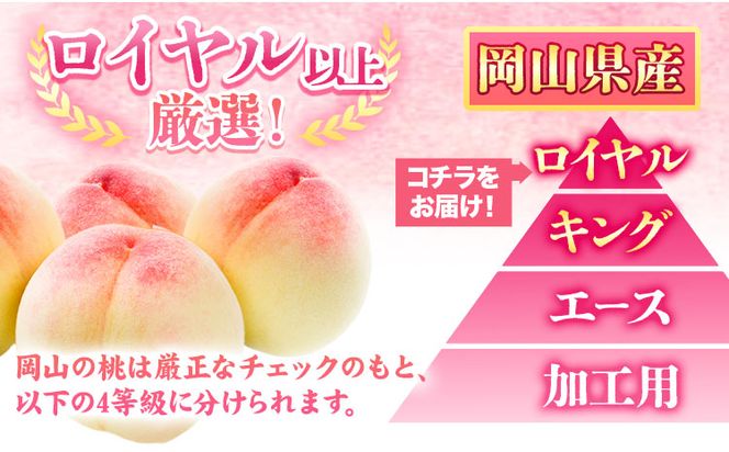 【先行予約】 岡山県産 岡山白桃  6玉 (240g以上) 【配送不可地域あり】 《7月上旬-8月下旬頃出荷》 岡山県 矢掛町 桃 もも 白桃 果物---osy_chbf3_ak7_26_23000_6---