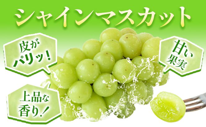 【先行予約】 岡山県産 シャインマスカット 2房 (480g以上) 【配送不可地域あり】 《7月上旬-8月中旬頃出荷》 岡山県 矢掛町 マスカット ぶどう 葡萄 果物 フルーツ---osy_chbf10_ae7_26_24500_2---