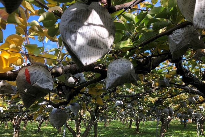 【先行予約／数量限定50】【訳あり】愛宕梨 優品 5kg（5～12玉入り）（2025年11月下旬～発送）　SF00025