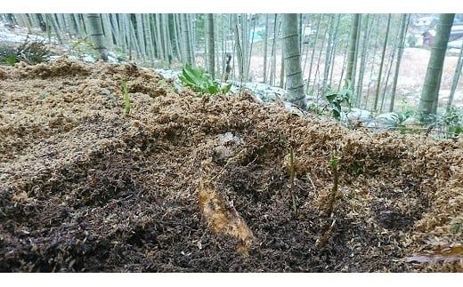 C031 山口仁保産直送　掘り白たけのこ1kg