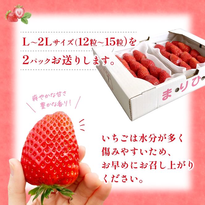 【先行予約】まりひめ いちご 12粒～15粒入り×2パック（500g）2026年1月中旬頃～2026年3月中旬頃に順次発送予定（お届け日指定不可）/ いちご まりひめ  フルーツ 【kgr007A】