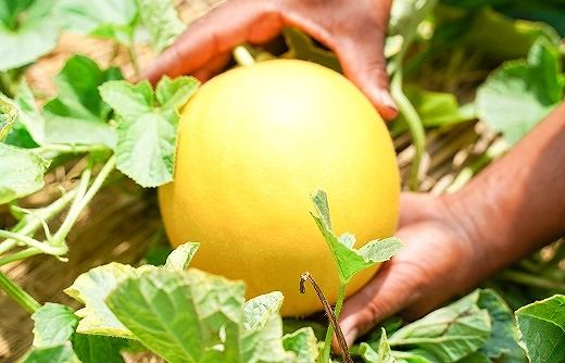 【2026年発送】完熟！イエローキングメロン 5kg以上(5玉～6玉)　H141-017