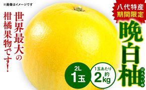 熊本県八代市産 晩白柚 （ばんぺいゆ） 2Lサイズ(約2kg)×1玉 柑橘 果物 フルーツ 熊本県産 ばんぺいゆ フルーツ 柑橘 特産品